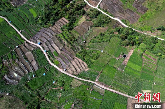 圖為西藏林芝市墨脫縣城附近的茶田。(無人機(jī)照片) 李林 攝
