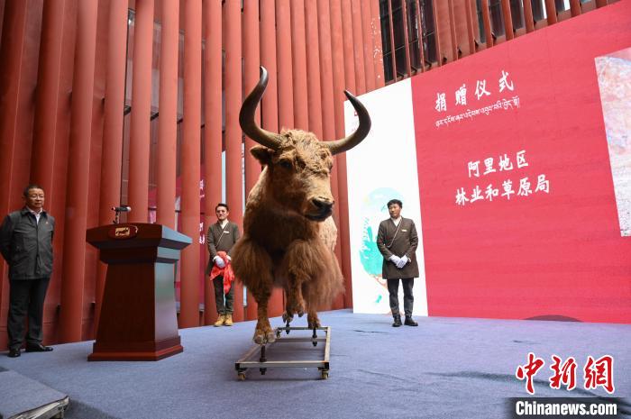 圖為阿里地區(qū)林草局捐贈的金絲野牦牛標(biāo)本。　趙朗 攝