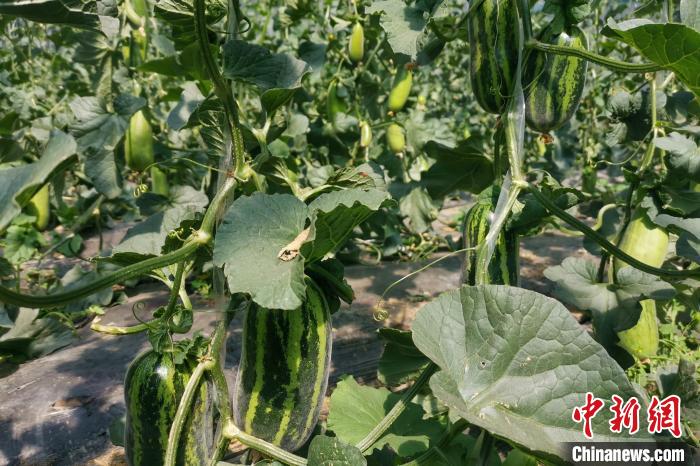 圖為西藏康馬縣大棚內(nèi)的博洋九號甜瓜?！⒔ㄜ?攝