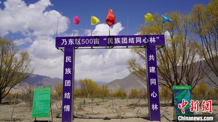 圖為“民族團(tuán)結(jié)同心林”項(xiàng)目?！∧藮|融媒供圖