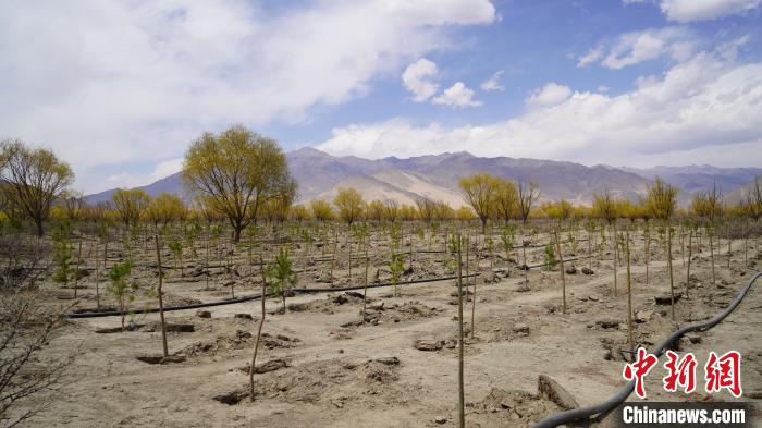 圖為位于乃東區(qū)雅魯藏布江河畔的“民族團(tuán)結(jié)同心林”已初具雛形?！∧藮|融媒供圖