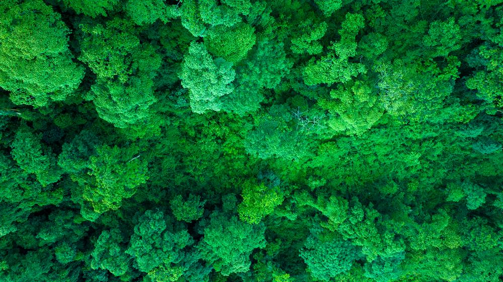 森林覆蓋率達到50%以上，滿目皆綠。益西曲批攝