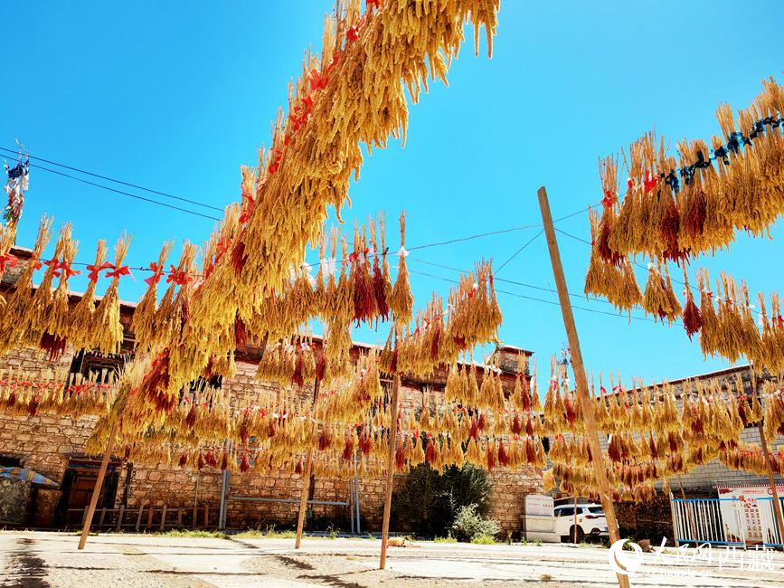 村子廣場(chǎng)上曬滿了糧食。 人民網(wǎng) 李海霞攝