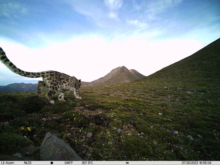 雪豹影像。山水自然保護中心供圖