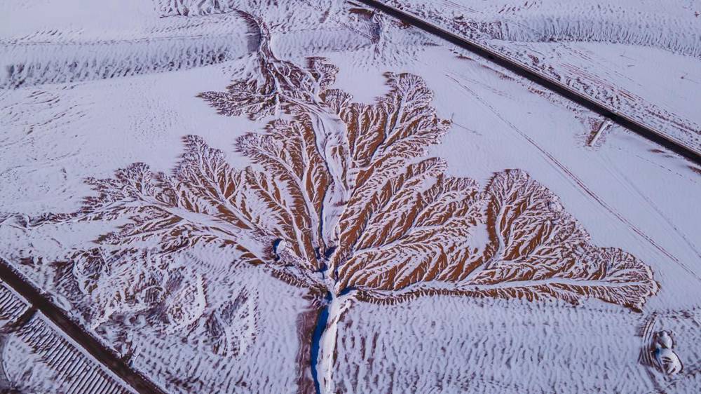雪中“大樹”。邊巴多吉攝
