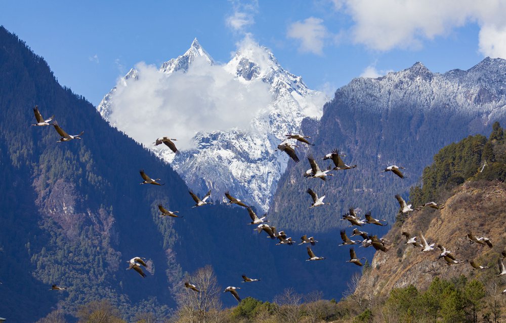 黑頸鶴蹁躚起舞美如畫。索多攝