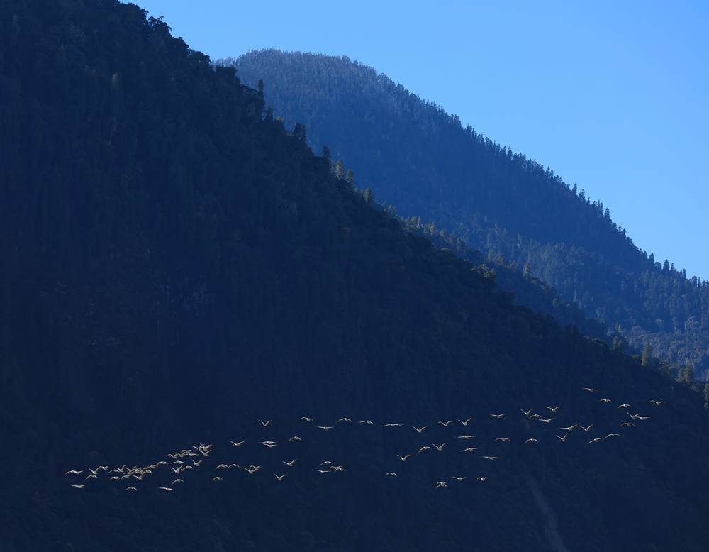 黑頸鶴在天空中自由翱翔。益西旦增攝