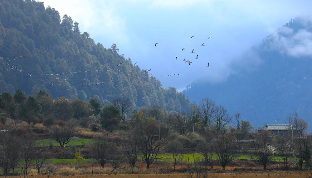 成群的黑頸鶴為冬日高原增添生機(jī)。益西旦增攝