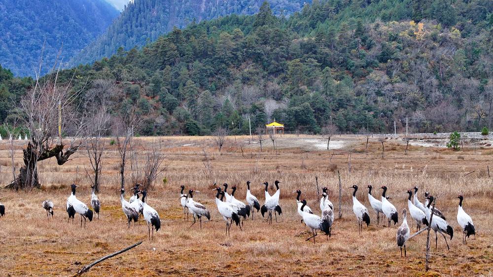 在濕地上閑庭信步的黑頸鶴。張寧攝