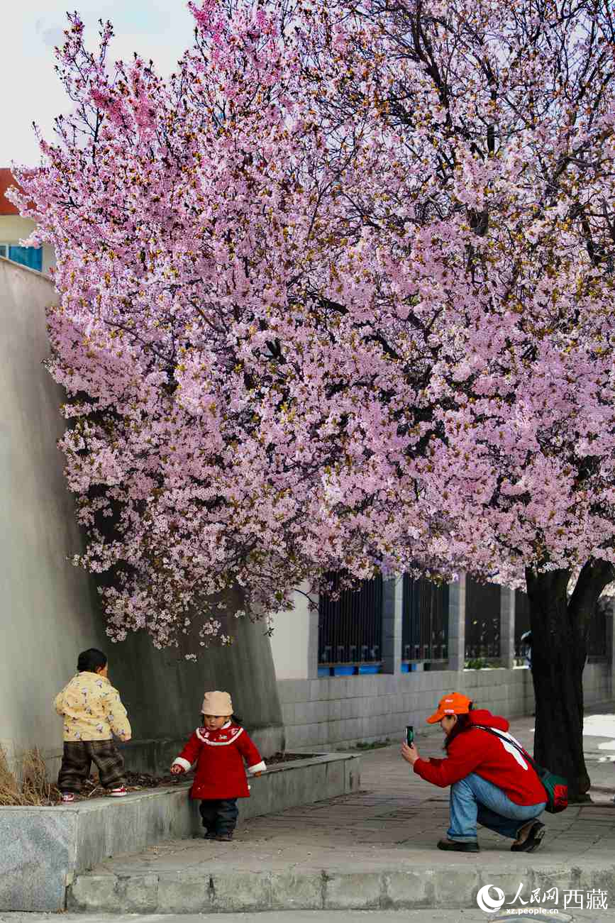 桃林下，拉薩市民游客樂享春光。人民網(wǎng)記者 次仁羅布攝