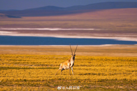 可愛(ài)壁紙上新！藏羚羊就是高原上的精靈吧