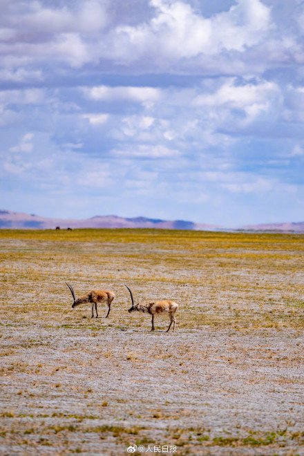 可愛(ài)壁紙上新！藏羚羊就是高原上的精靈吧