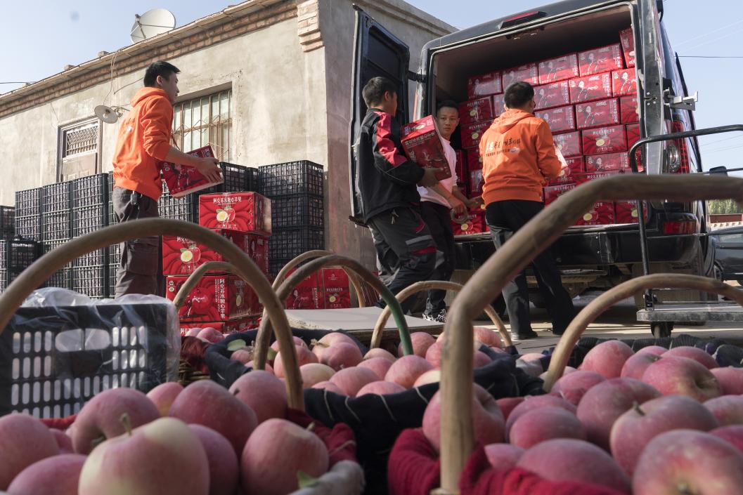 西部冰糖心蘋果，乘著商流上行。劉浩攝