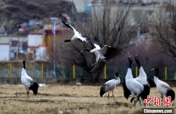 西藏拉薩：林周黑頸鶴田間“起舞”