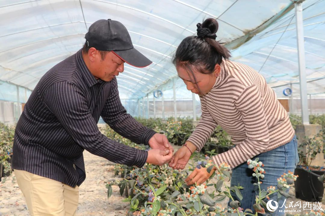 技術(shù)員劉家平和措姆在溫室大棚檢查藍(lán)莓的長(zhǎng)勢(shì)。次仁龍布攝