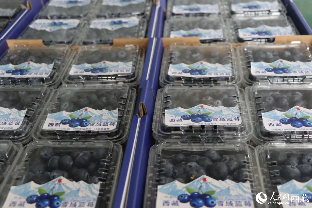 包裝好的藍(lán)莓。次仁龍布攝