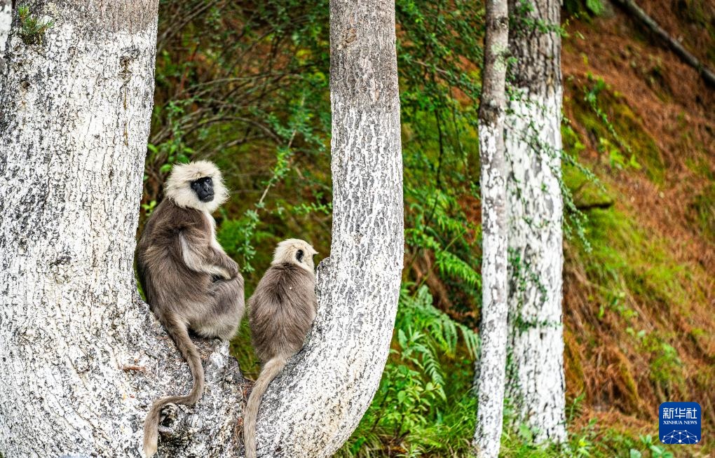 西藏亞東:長尾葉猴下山“會(huì)客”