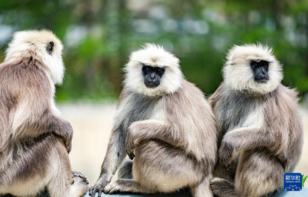 西藏亞東:長尾葉猴下山“會(huì)客”