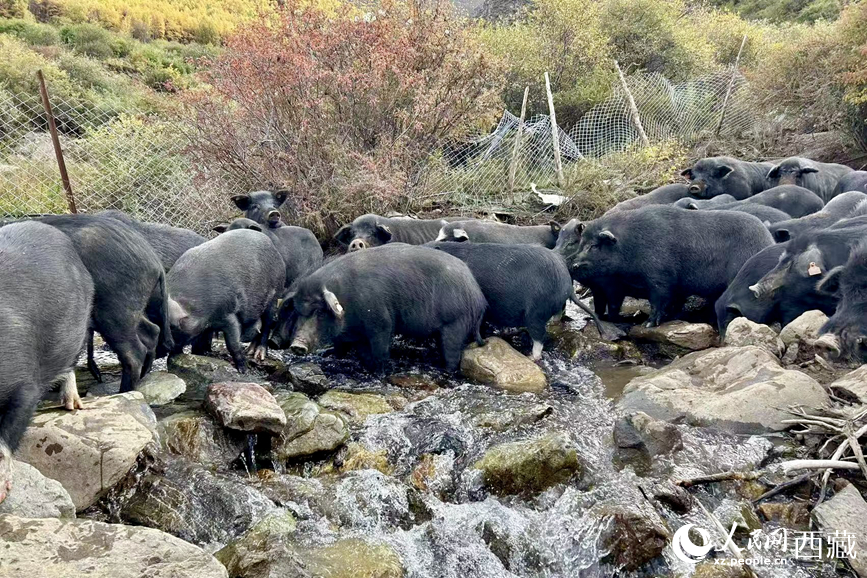高山放養(yǎng)的藏香豬。人民網(wǎng)記者 次仁羅布攝
