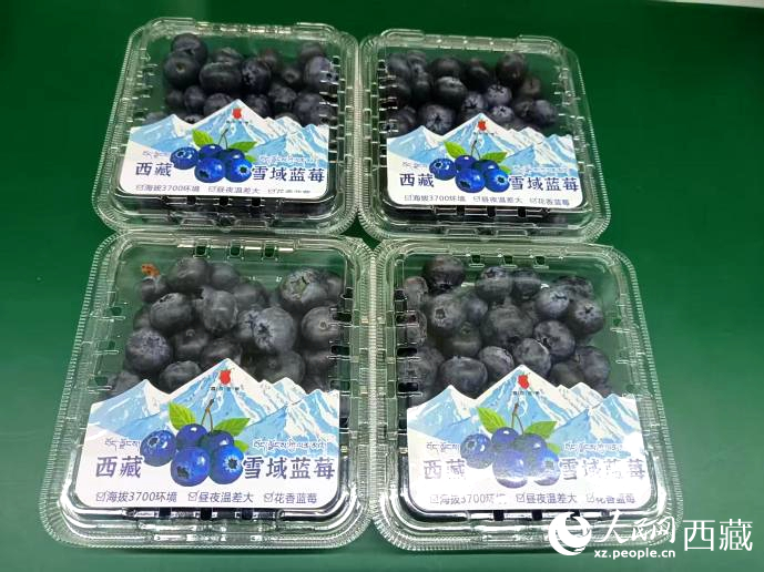 西藏雪域藍(lán)莓。羅雨欣攝