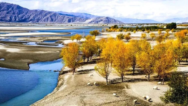 懂西藏的人，一定不會(huì)錯(cuò)過(guò)林芝的秋天