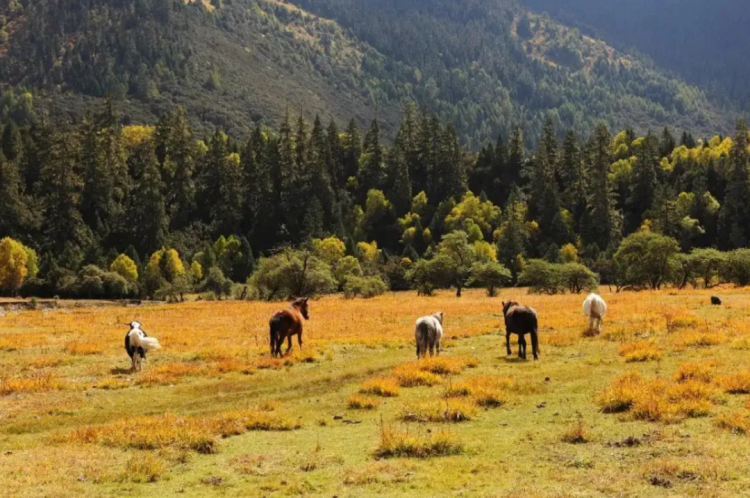 懂西藏的人，一定不會(huì)錯(cuò)過(guò)林芝的秋天
