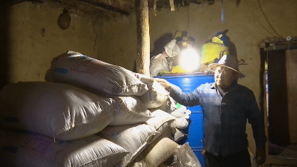 青稞“蛻變”，牦?！俺鋈Α保】次鞑剞r(nóng)牧民的“十四五”豐收答卷