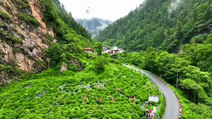 青稞“蛻變”，牦牛“出圈”！看西藏農(nóng)牧民的“十四五”豐收答卷