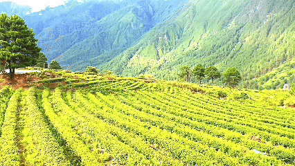 青稞“蛻變”，牦?！俺鋈Α?！看西藏農(nóng)牧民的“十四五”豐收答卷