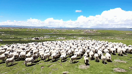 青稞“蛻變”，牦牛“出圈”！看西藏農(nóng)牧民的“十四五”豐收答卷