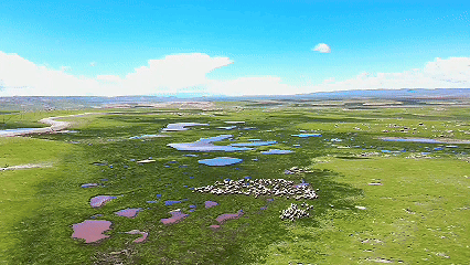 青稞“蛻變”，牦牛“出圈”！看西藏農(nóng)牧民的“十四五”豐收答卷