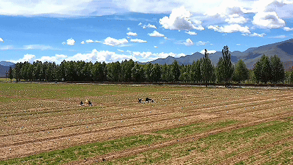 青稞“蛻變”，牦?！俺鋈Α保】次鞑剞r(nóng)牧民的“十四五”豐收答卷