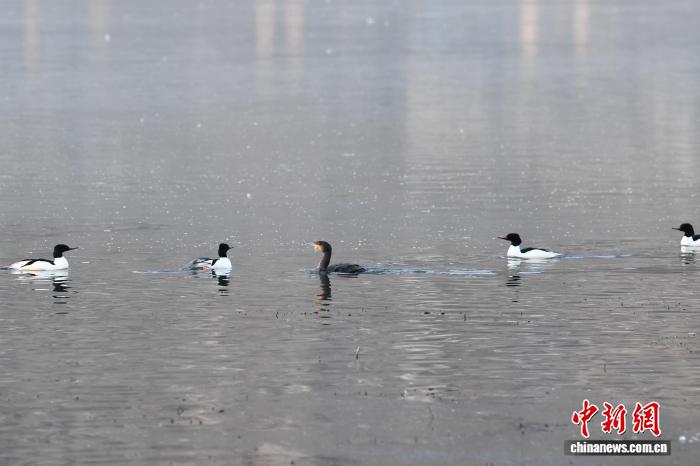 拉薩拉魯濕地成候鳥樂園