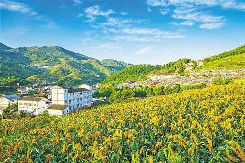 【理上網(wǎng)來(lái)o輝煌十九大】鄉(xiāng)村振興戰(zhàn)略：更綜合、全面、系統(tǒng)的發(fā)展戰(zhàn)略