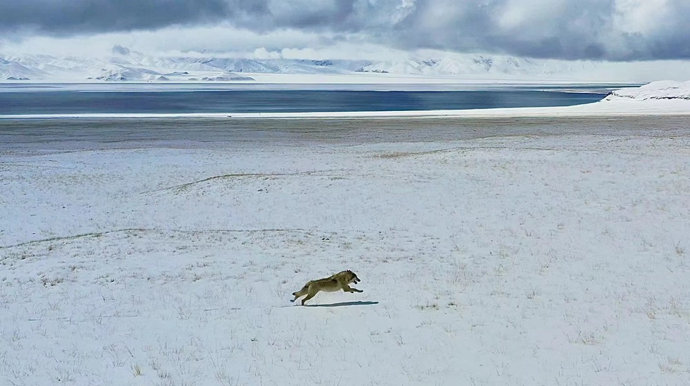雪地里疾馳的阿里“狼”。