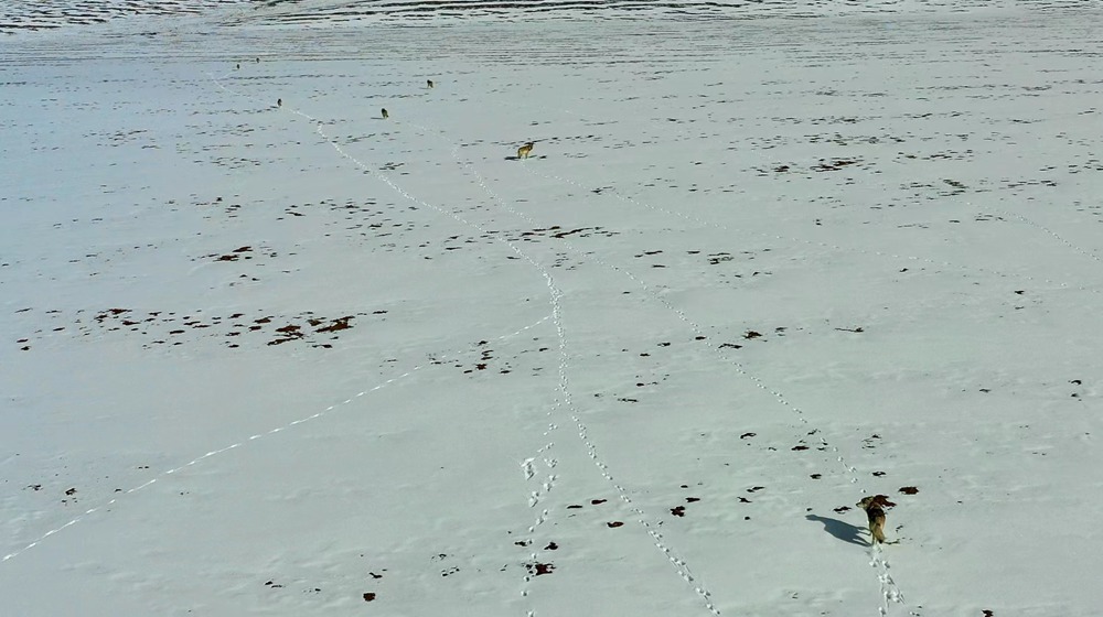 天地一色，狼群在雪地里不斷地向前奔跑。