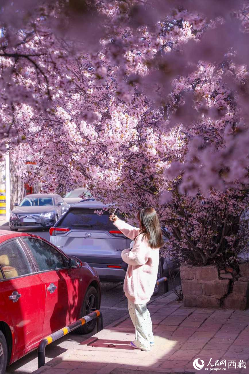桃林下，拉薩市民游客樂享春光。人民網(wǎng)記者 次仁羅布攝