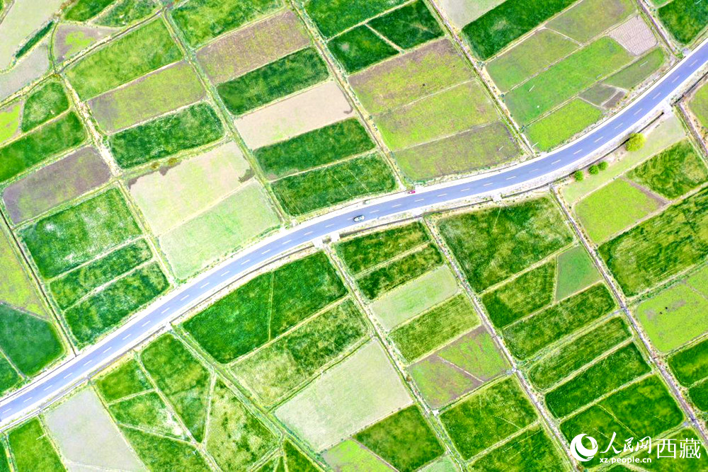 無人機(jī)視角下的西藏山南市瓊結(jié)農(nóng)田。人民網(wǎng)記者 次仁羅布攝