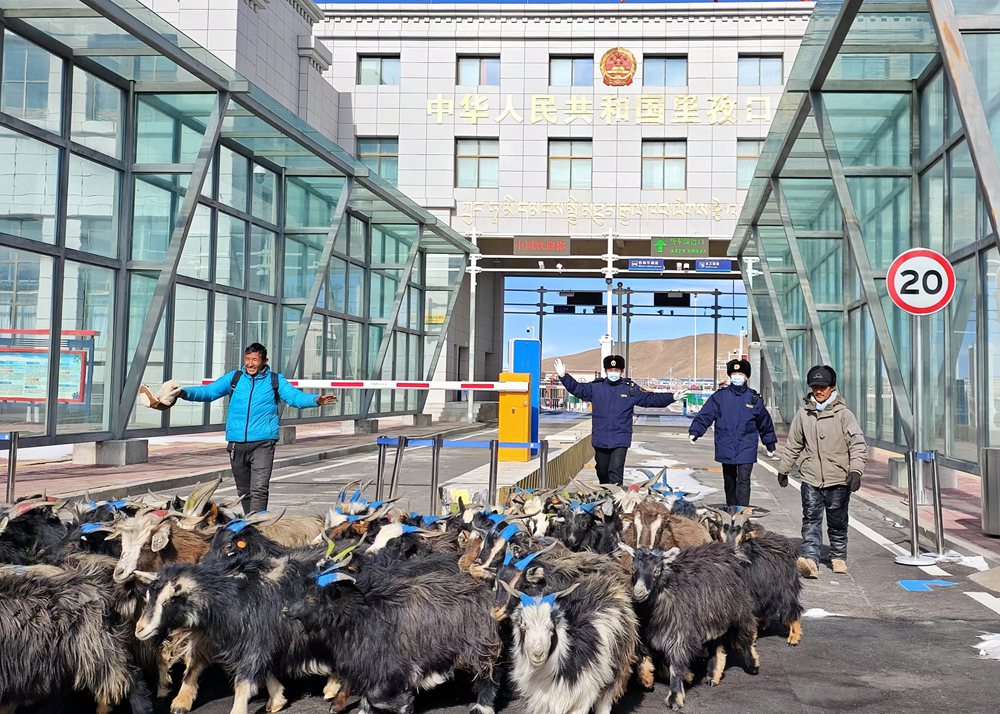 海關(guān)關(guān)員監(jiān)管驗(yàn)放出口活羊。次旺久美攝