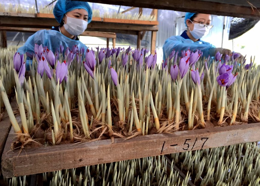 林芝天旺農(nóng)牧產(chǎn)品有限公司藏紅花種植基地工作人員采摘藏紅花。趙新民攝