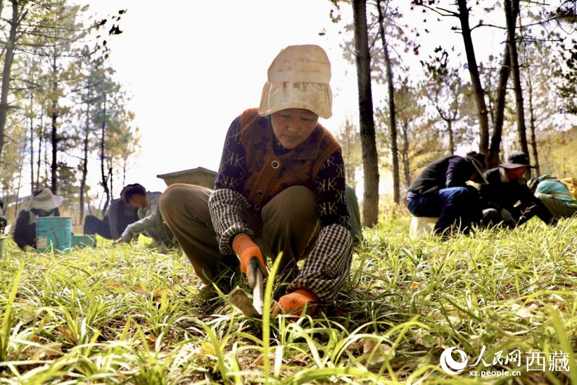 圖為項目建設過程中帶動周邊群眾就業(yè)。人民網記者 次仁羅布攝