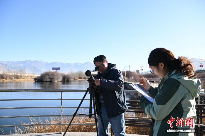 西藏啟動(dòng)越冬水鳥調(diào)查