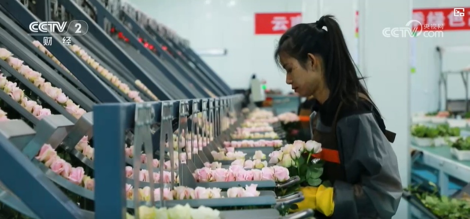 云南姚安：七夕“浪漫經(jīng)濟”升溫 日均百萬枝玫瑰供應(yīng)市場
