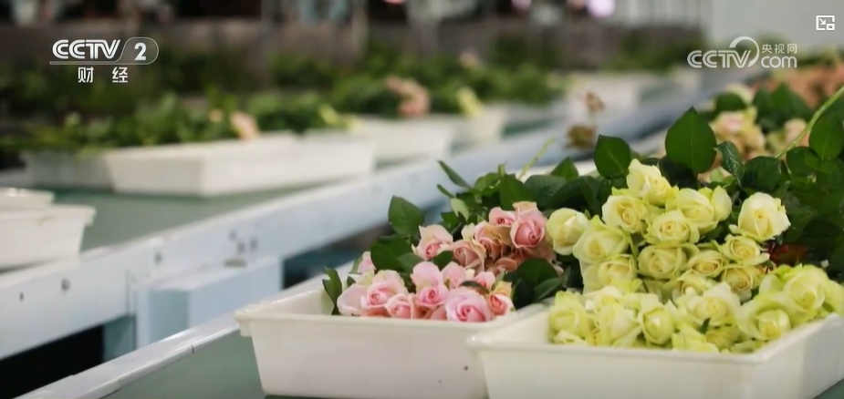 云南姚安：七夕“浪漫經(jīng)濟”升溫 日均百萬枝玫瑰供應(yīng)市場