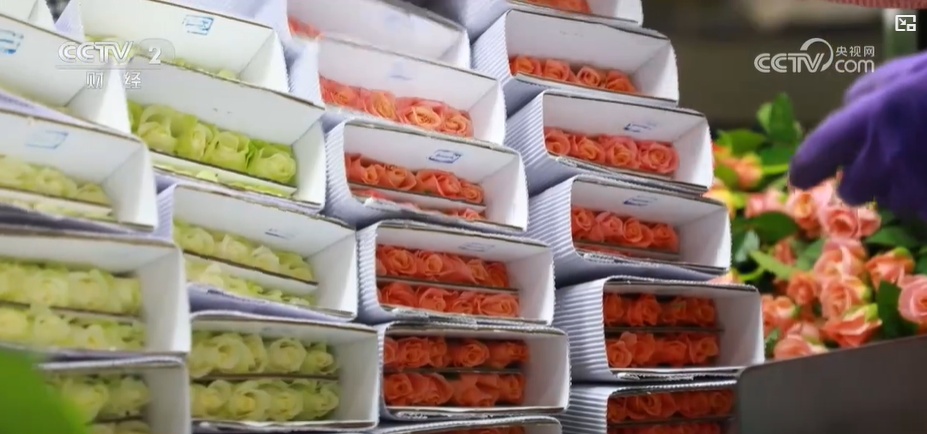 云南姚安：七夕“浪漫經(jīng)濟”升溫 日均百萬枝玫瑰供應(yīng)市場