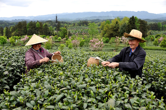 貴州省湄潭縣大力發(fā)展茶葉產(chǎn)業(yè)，60萬畝生態(tài)茶園實(shí)現(xiàn)了“綠水青山變成金山銀山”，生態(tài)與經(jīng)濟(jì)協(xié)調(diào)發(fā)展。圖為湄潭縣湄江街道金花村茶農(nóng)采茶 瞿欣含攝 _副本.jpg