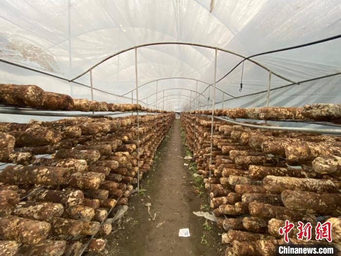 圖為基地里的食用菌菌棒。　劉鵬 攝