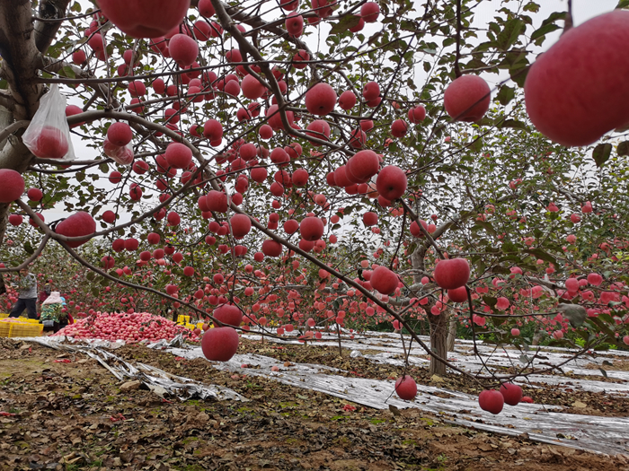 延安蘋果。來(lái)源：柳林鎮(zhèn)果技站供圖。
