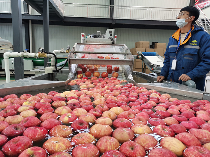 智能選果線清洗。來(lái)源：柳林鎮(zhèn)果技站供圖。