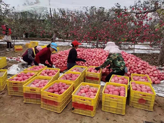 來(lái)源：柳林鎮(zhèn)果技站供圖。